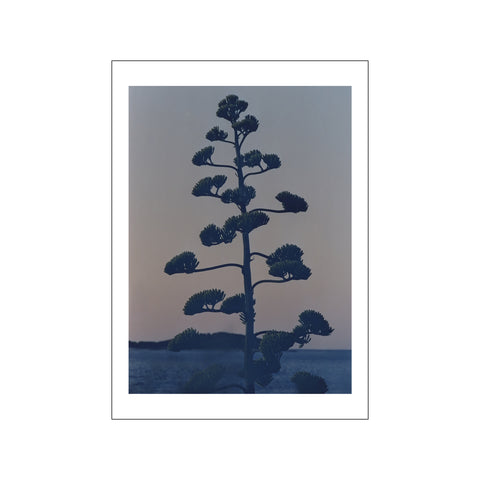 Hvar Agave Flower — Art print by The Poster Club x Armin Tehrani from Poster & Frame