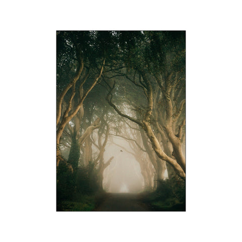 The Dark Hedges — Art print by Daniel S. Jensen from Poster & Frame