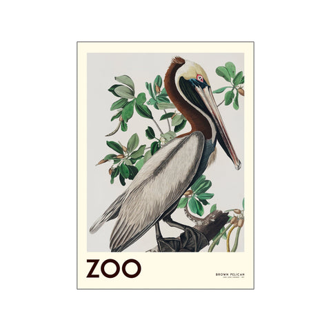 The Zoo Collection — Brown Pelican — Edt. 001