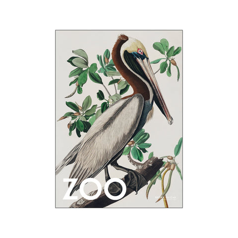 The Zoo Collection — Brown Pelican — Edt. 002 — Art print by A.P. Atelier from Poster & Frame