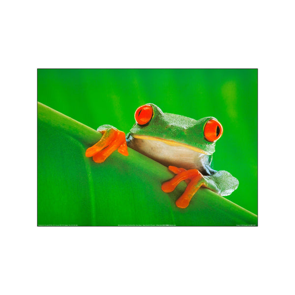 Red-eyed tree frog — Art print by Tim David from Poster & Frame
