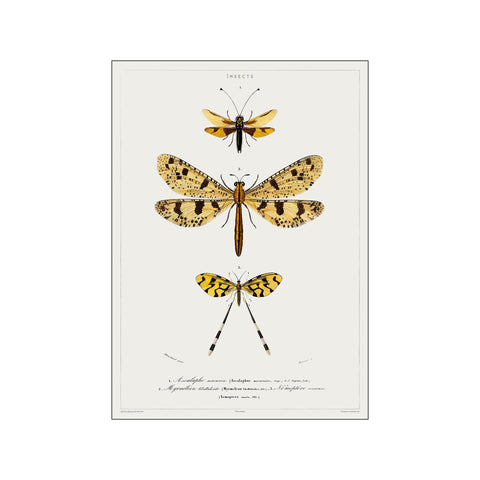 Vintage Museum - Dragonfly — Art print by PSTR Studio from Poster & Frame