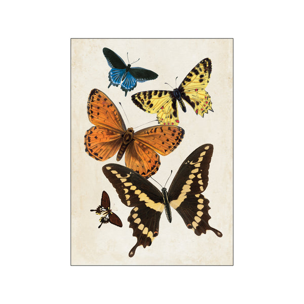 Vintage Butterfly — Art print by Wild Apple from Poster & Frame