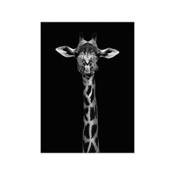 Giraffe Portrait — Art print by WildPhotoArt from Poster & Frame