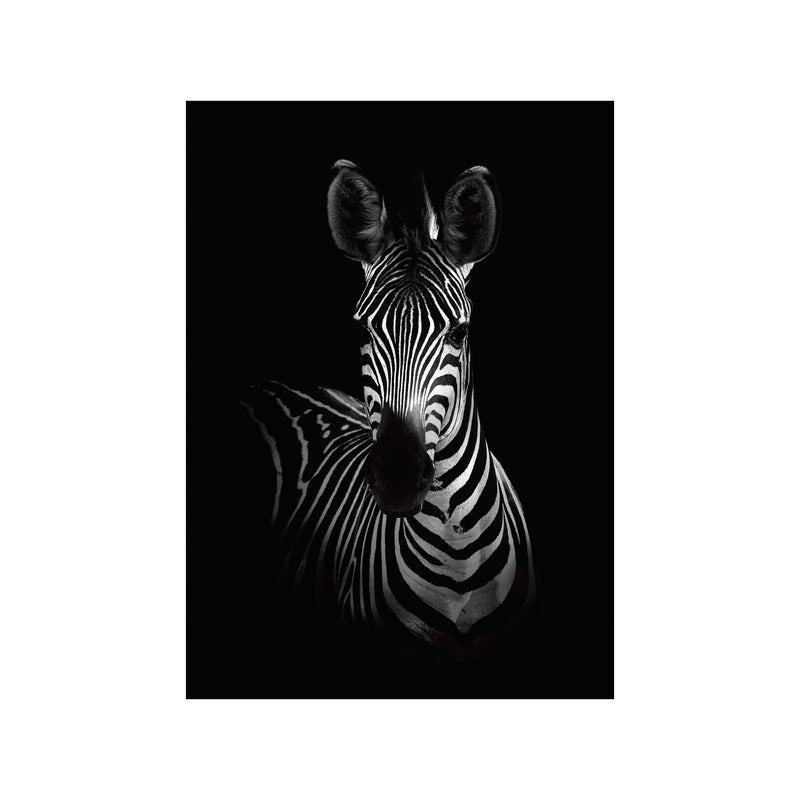 The Zebra — Art print by Wild Photo Art from Poster & Frame