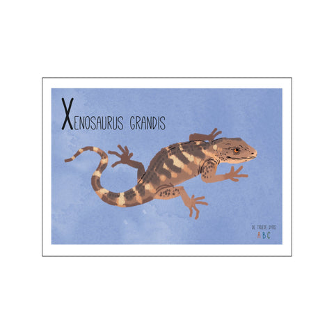 Xenosaurus grandis — Art print by Line Malling Schmidt from Poster & Frame