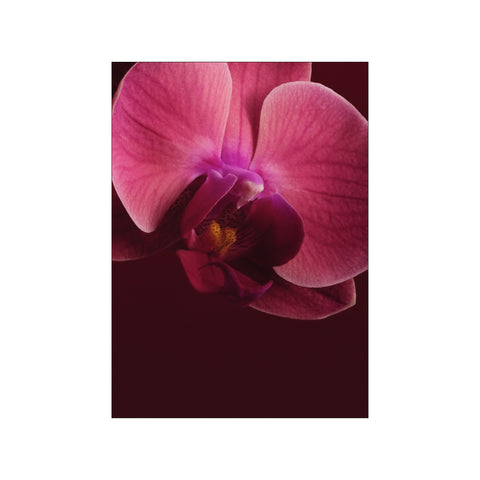 The Burgundy Edition II — Art print by A Blooming Affaire from Poster & Frame