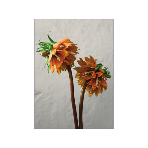 The Fritillaria Flower — Art print by A Blooming Affaire from Poster & Frame