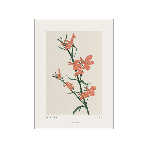 Toadflax