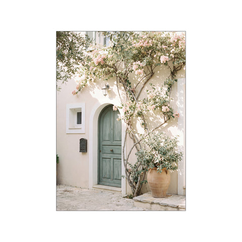 Green Door Bougainvillea Flowers