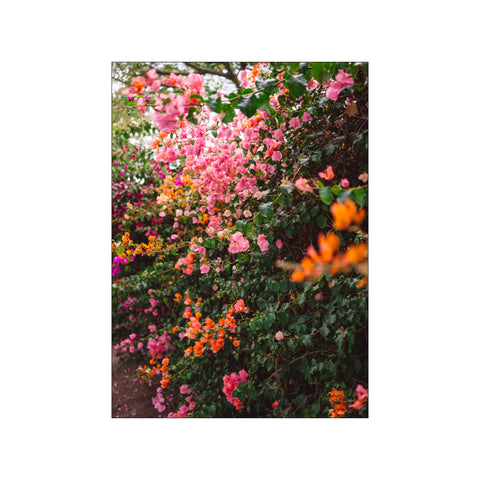 La Garden — Art print by Bethany Young from Poster & Frame