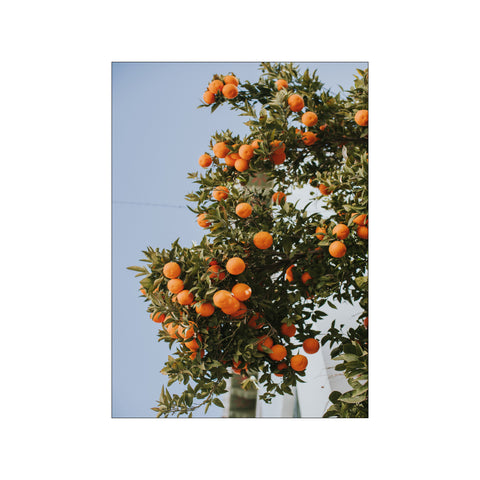 Oranges in Seville — Art print by Claudia Casal from Poster & Frame