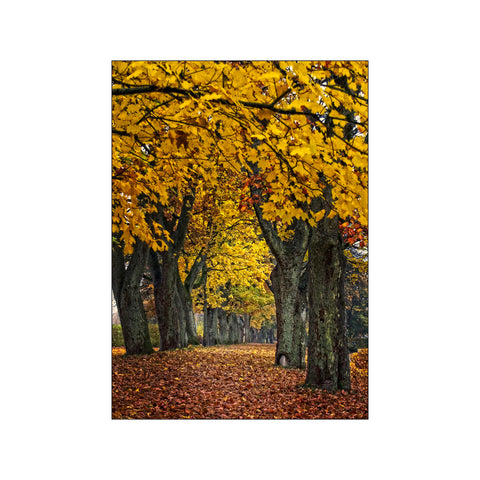 Efterårsallé — Art print by PLAKATfar from Poster & Frame