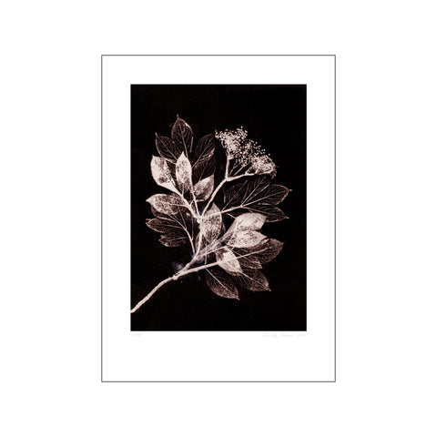 Elder 1 Brown Black — Art print by Pernille Folcarelli from Poster & Frame