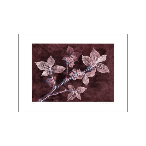 Elm 2 Dark Plum — Art print by Pernille Folcarelli from Poster & Frame