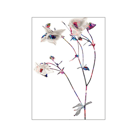 Flower Paul Smith — Art print by Peter Sebastian from Poster & Frame