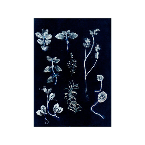 Herbs & Seaweed - Garden Herb Dark Blue