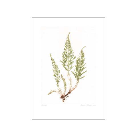 Horsetail Crisp - Green — Art print by Pernille Folcarelli from Poster & Frame