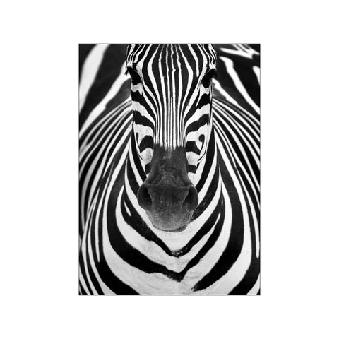 Striking Zebra Stripes