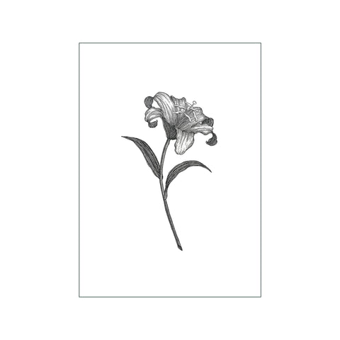 Lily — Art print by Maya Gürtler from Poster & Frame