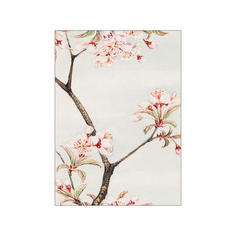 Sakura Cherry During 1870