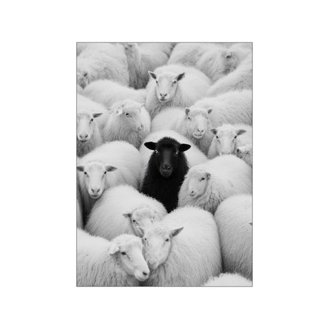Black Sheep