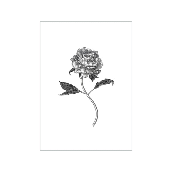 Peony — Art print by Maya Gürtler from Poster & Frame