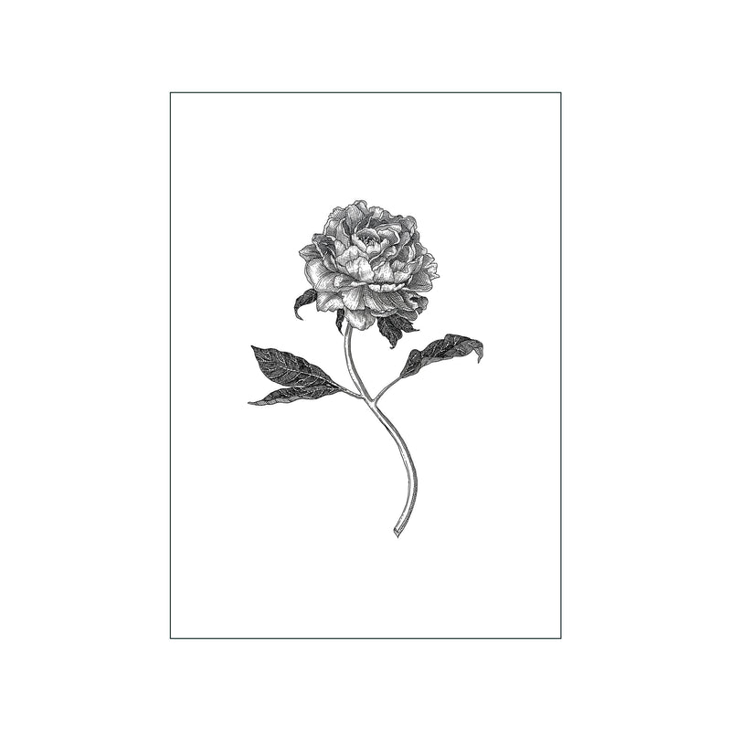 Peony — Art print by Maya Gürtler from Poster & Frame