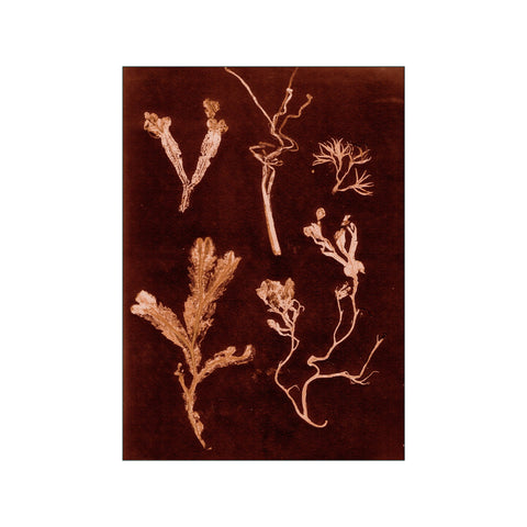 Herbs & Seaweed - Dark Rust