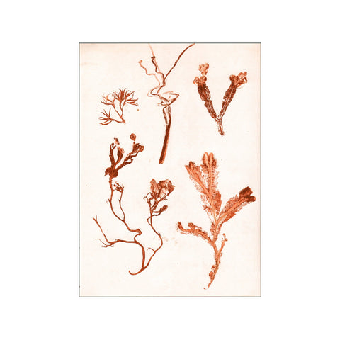 Herbs & Seaweed - Rust — Art print by Pernille Folcarelli from Poster & Frame