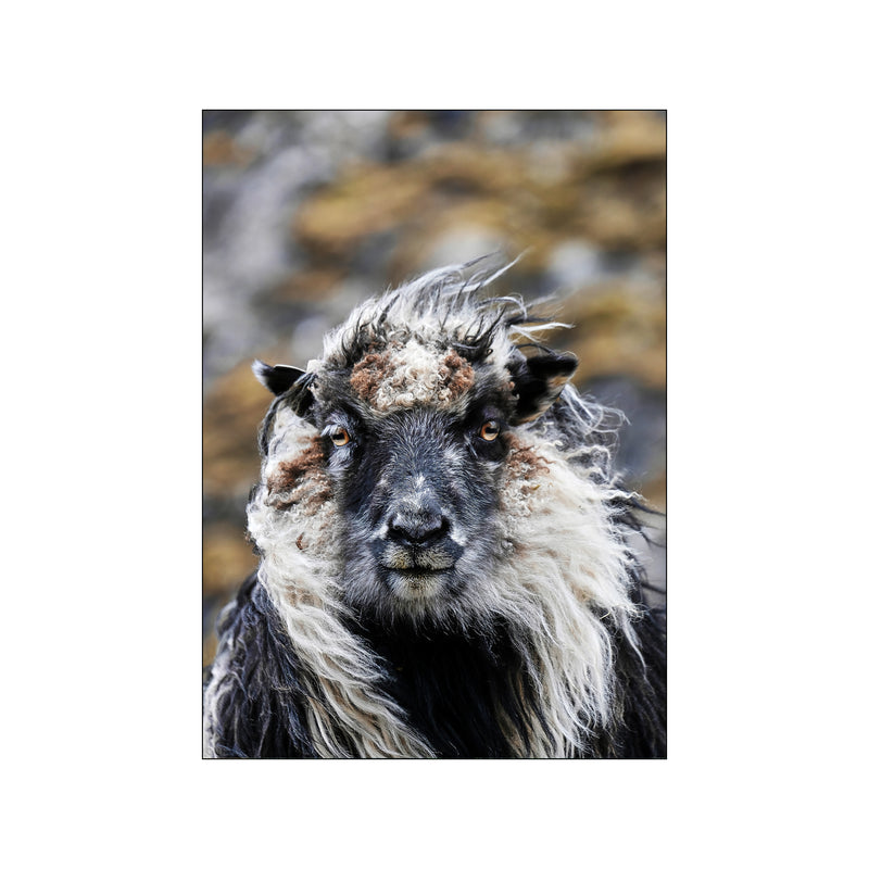 Sheep — Art print by PLAKATfar from Poster & Frame