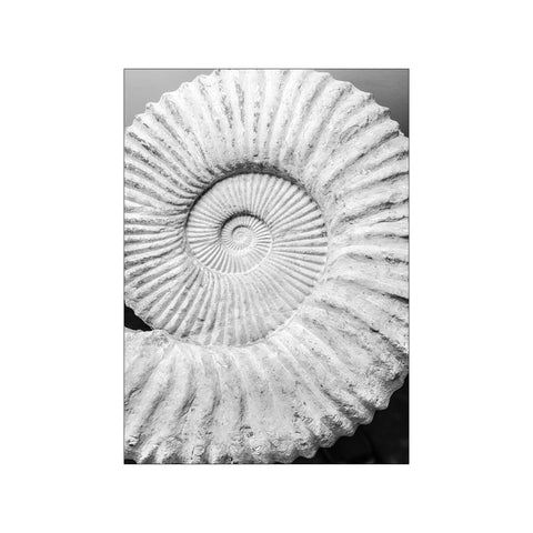 Ancient Spiral Dreams