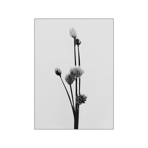 Spring Onion — Art print by Peter Sebastian from Poster & Frame