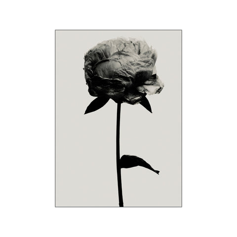 The Rose — Art print by Peter Sebastian from Poster & Frame