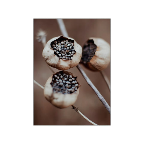 Naturea Capsules