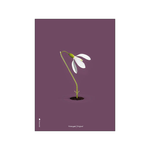 Vintergæk Lilla — Art print by Brainchild from Poster & Frame