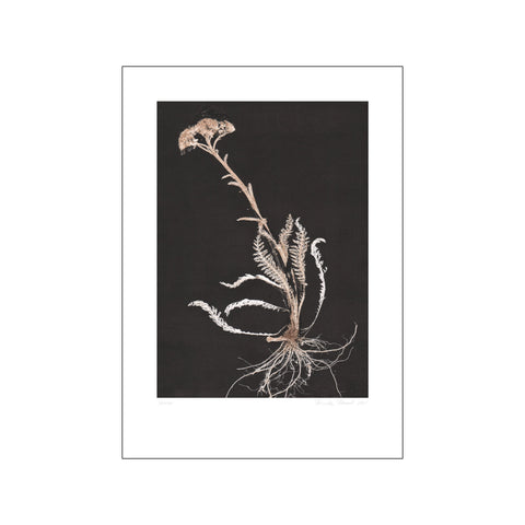 Yarrow 1 White Black — Art print by Pernille Folcarelli from Poster & Frame