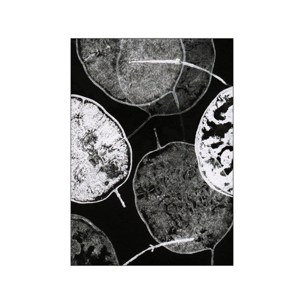Lunaria Black — Art print by Pernille Folcarelli from Poster & Frame