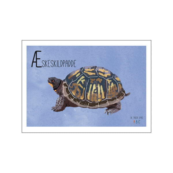 Æskeskildpadde — Art print by Line Malling Schmidt from Poster & Frame
