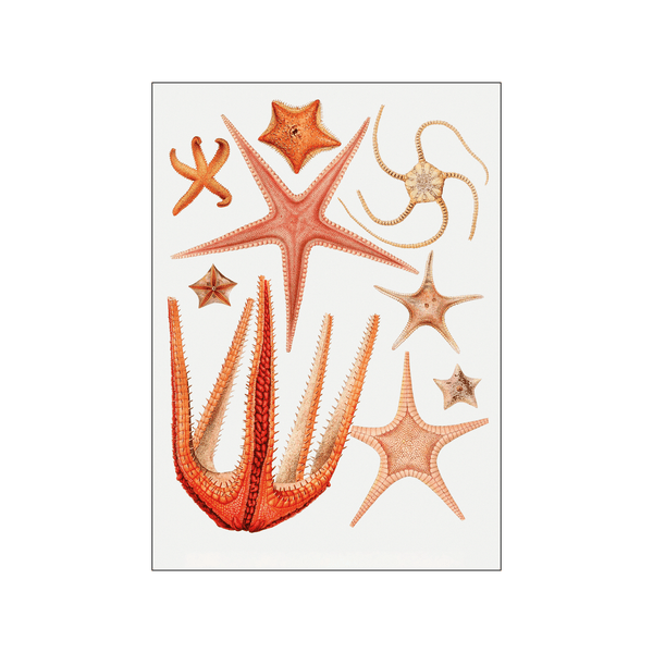 Starfishes — Art print by Albert I. from Poster & Frame