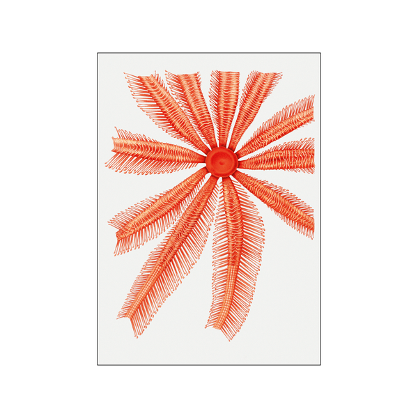 Starfish — Art print by Albert I. from Poster & Frame