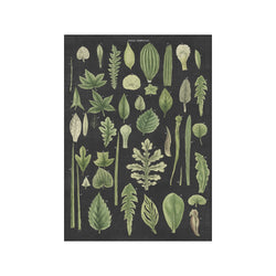 Assortment of Leaves II Charcoal — Art print by Wild Apple from Poster & Frame