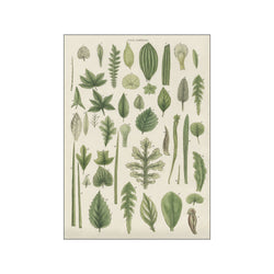 Assortment of Leaves II — Art print by Wild Apple from Poster & Frame