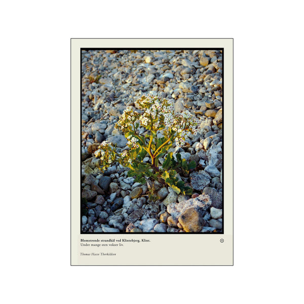 Blomstrende strandkål — Art print by Thomas Hasse Therkildsen from Poster & Frame