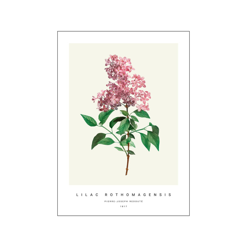 Botanic VII — Art print by PSTR Studio from Poster & Frame
