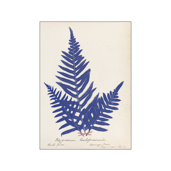 Botanical Fern XI Blue — Art print by Wild Apple from Poster & Frame