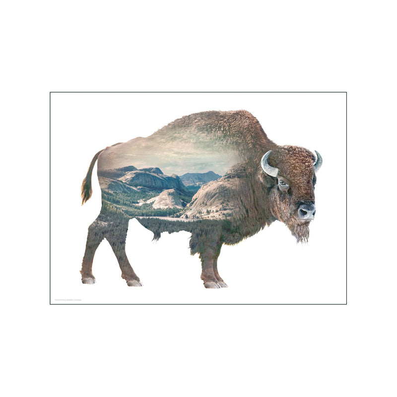 Buffalo — Art print by Faunascapes from Poster & Frame