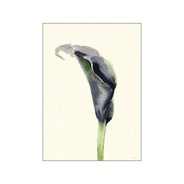 Calla Nero 2 — Art print by Dorthe Svarrer from Poster & Frame