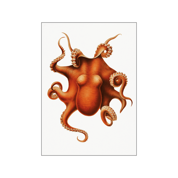Octopus ll — Art print by Carl Chun from Poster & Frame