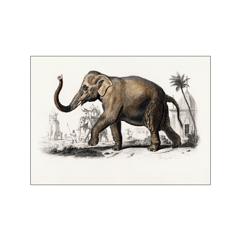 Asiatic Elephant — Art print by Charles Dessalines D' Orbigny from Poster & Frame